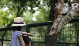 大鹏爆料动物园视频大全,动物园幕后趣事视频大盘点